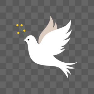 美鸽子素材图片