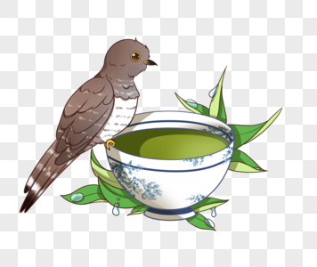 谷雨茶和布谷鸟高清图片
