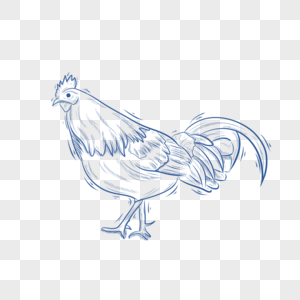 蓝色线条动物简笔画公鸡图片