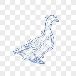 蓝色线条动物简笔画鸭子图片