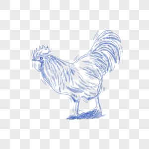 蓝色线条动物简笔画公鸡图片