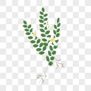 高清图片络石藤花高清图片太阳花高清图片太阳花高清图片太阳花简笔画