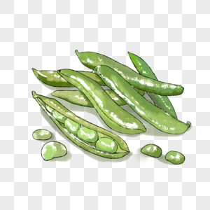 蚕豆图片