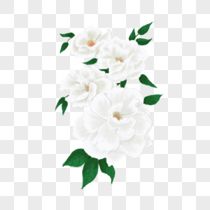 牡丹花白色花卉高清图片