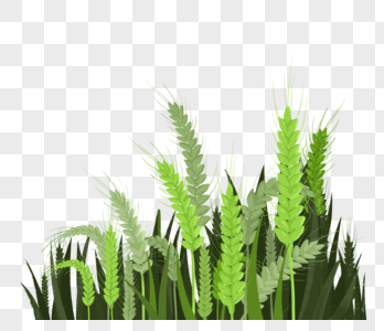 绿色的小麦春天麦子高清图片