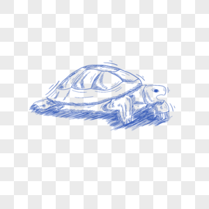 蓝色线条动物简笔画乌龟图片