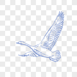 大雁简笔画图片