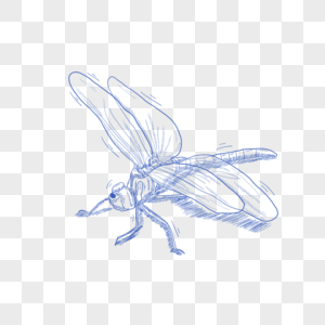 蓝色线条动物简笔画蜻蜓图片