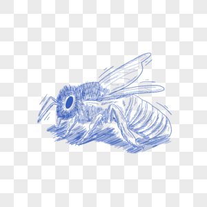 蓝色线条动物简笔画蜜蜂图片