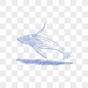 蓝色线条动物简笔画鲸鱼图片
