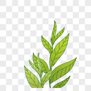 茶高清图片茶叶的露珠简笔画高清图片新年贺礼茶叶礼盒包装盒高清图片