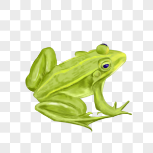 青蛙手绘青蛙高清图片