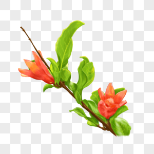 手绘石榴花图片 手绘石榴花素材 手绘石榴花高清图片 摄图网图片下载