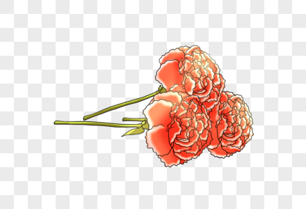 康乃馨手绘康乃馨花朵高清图片