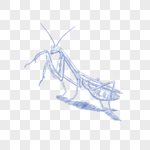 蓝色线条动物昆虫简笔画螳螂图片