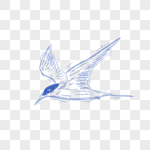 蓝色线条动物简笔画海燕图片