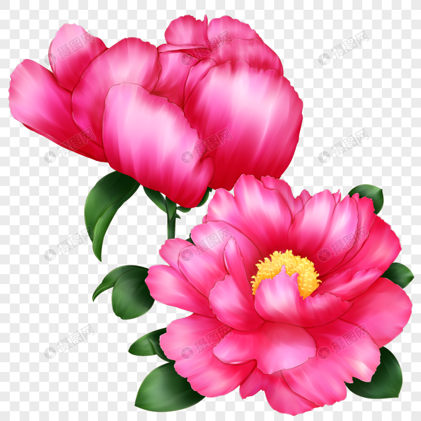 芍药花元素素材下载 正版素材 摄图网 芍药花元素素材下载 正版素材 摄图网