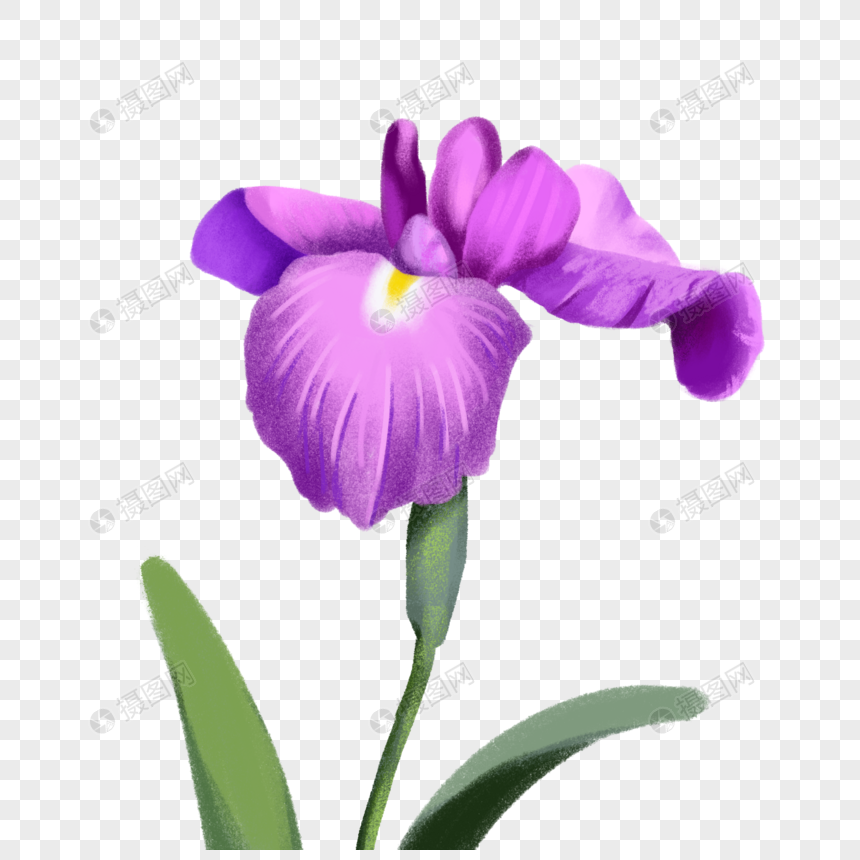 花菖蒲元素素材下载 正版素材 摄图网
