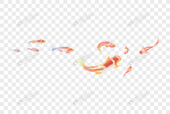 一群金鱼图片