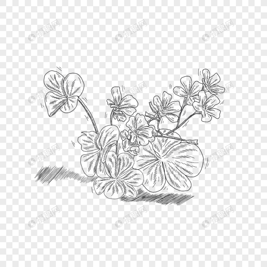 黑白线条手绘酢浆草