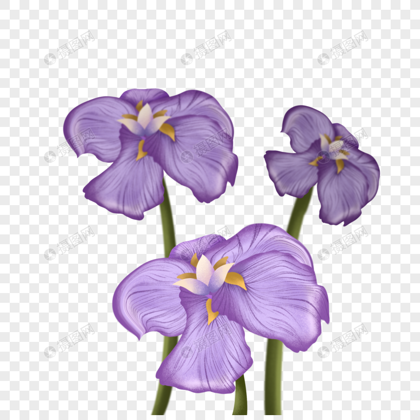 手绘花菖蒲元素素材下载 正版素材 摄图网