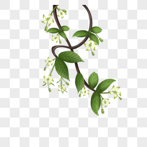 写实景物络石藤插画素材