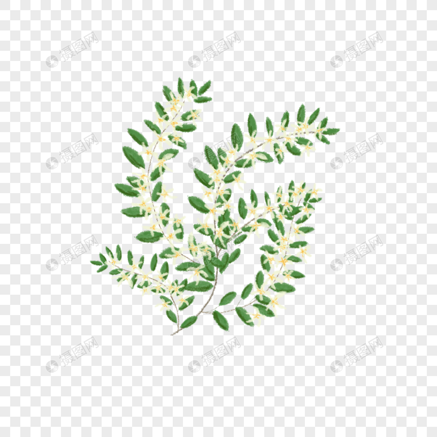 彩色手绘络石藤