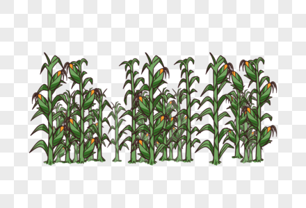 玉米五一苞米地高清图片
