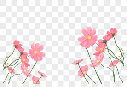 康乃馨花卉手绘康乃馨花朵高清图片