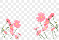 康乃馨花卉图片
