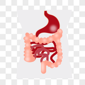 肠道健康图片