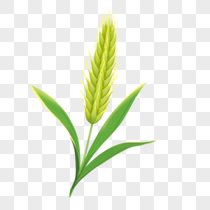 黄绿色尚未成熟的小麦高清图片