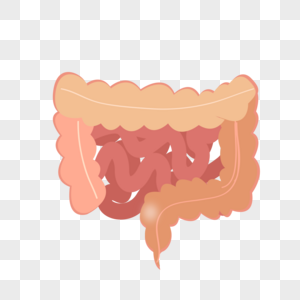 肠道健康图片