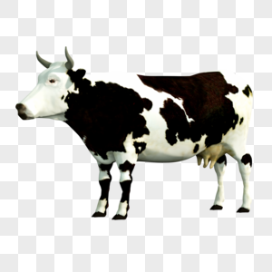奶牛动物蛋白质高清图片