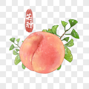 夏天桃子水彩图片
