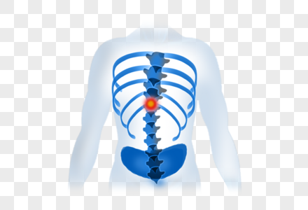 人体背部骨骼高清图片