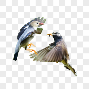 丝光琼鸟打斗高清图片