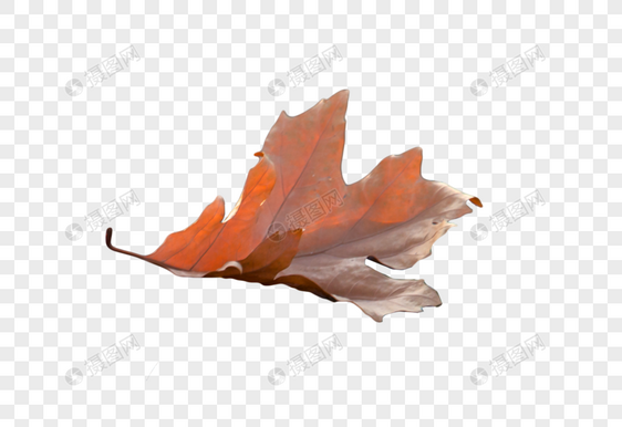飘落的秋叶图片