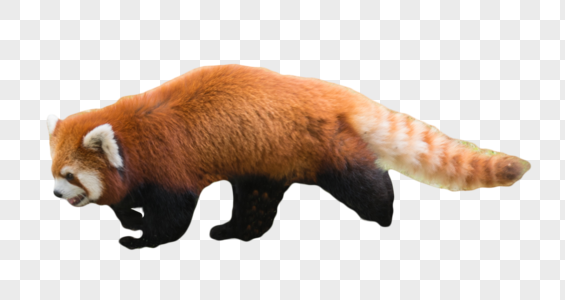 风车小浣熊图片