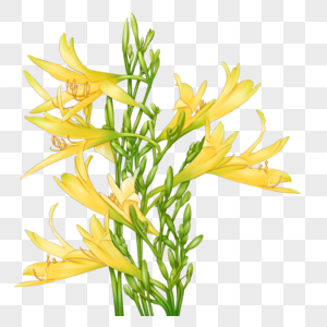 黄花菜熘猪肝图片