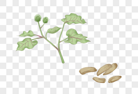 中药材赤芍牛蒡子素材