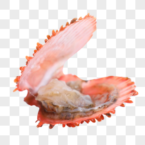 精品海贝贝肉海贝高清图片