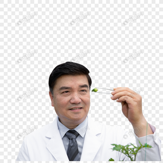 使用镊子观察植物的农业培育科学家图片