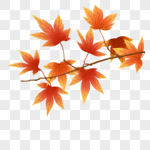 立秋的枫叶图片