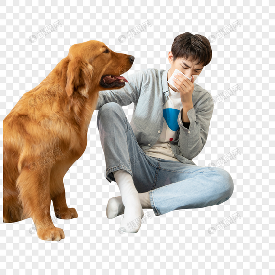 生病的男孩与陪伴的金毛犬图片