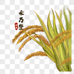 水彩稻谷图片