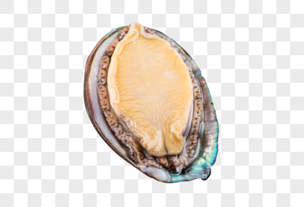 鲍鱼鳆鱼螺属高清图片