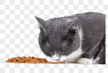 蓝白英短吃猫粮图片