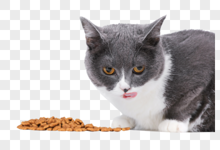 蓝白英短吃猫粮高清图片