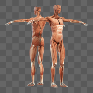 人体结构肌肉图片